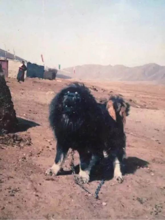 原生犬种中华田园犬,西方犬种真的比中华田园犬好吗