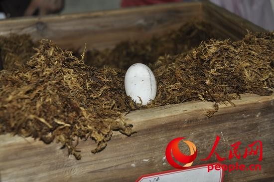 温度影响扬子鳄性别原理,扬子鳄生活习性简介