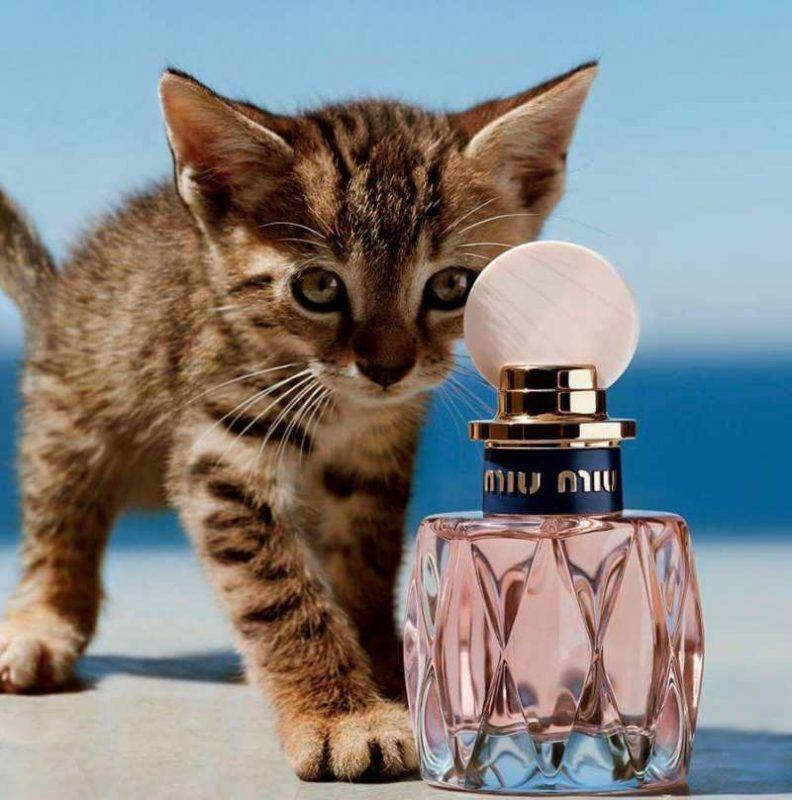 无法抗拒的魅力香水,jomalone和香奈儿香水排名