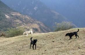 原生犬种中华田园犬,西方犬种真的比中华田园犬好吗