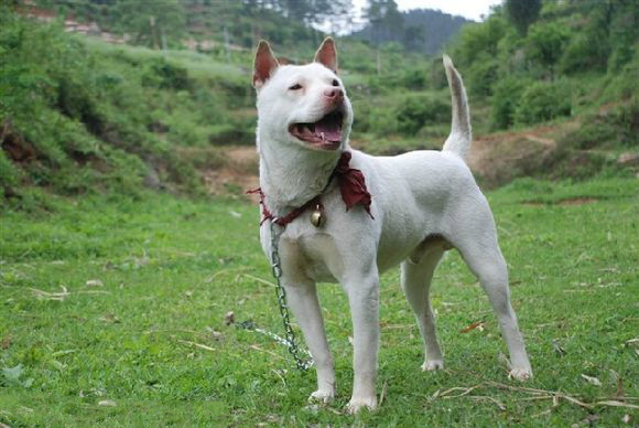 原生犬种中华田园犬,西方犬种真的比中华田园犬好吗