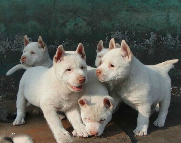 原生犬种中华田园犬,西方犬种真的比中华田园犬好吗