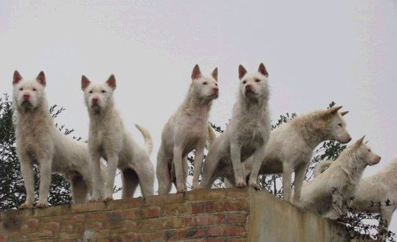 原生犬种中华田园犬,西方犬种真的比中华田园犬好吗
