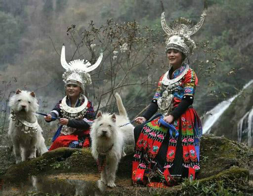 原生犬种中华田园犬,西方犬种真的比中华田园犬好吗