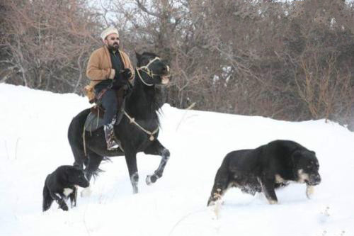 原生犬种中华田园犬,西方犬种真的比中华田园犬好吗