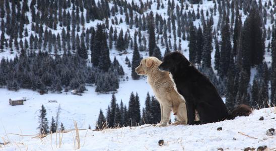 原生犬种中华田园犬,西方犬种真的比中华田园犬好吗