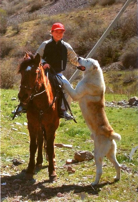 原生犬种中华田园犬,西方犬种真的比中华田园犬好吗