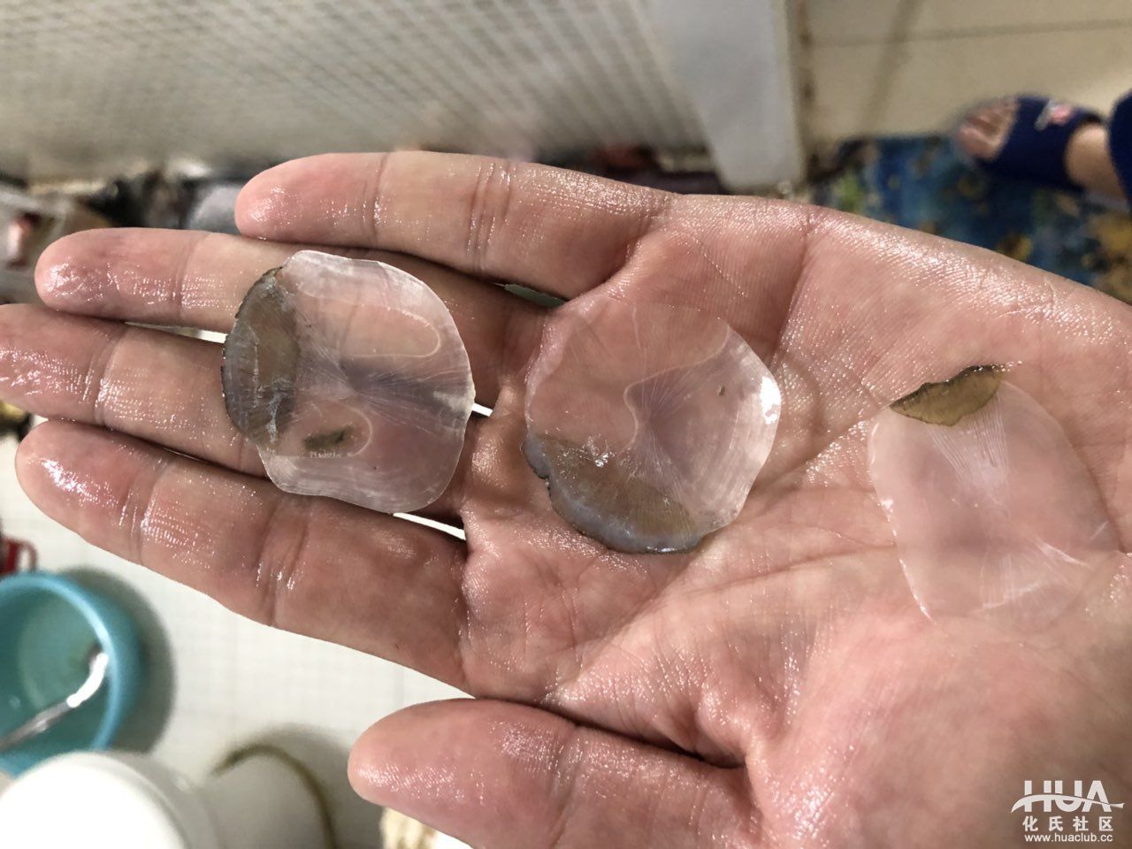 人打窝了，手机也掉水里了，终于把这大家伙弄上来了！