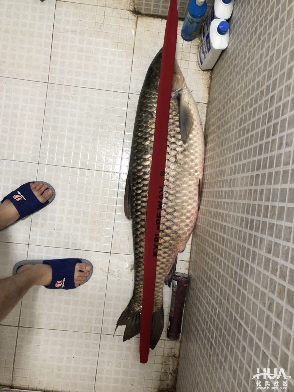 人打窝了，手机也掉水里了，终于把这大家伙弄上来了！