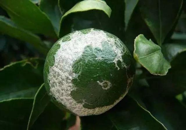 柑橘幼果腐烂白毛,柑橘谢花后有哪些虫害