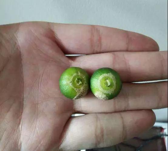 柑橘幼果腐烂白毛,柑橘谢花后有哪些虫害