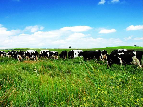 奶粉卖价高过官方价格会怎么处罚,最近的奶粉超标事件