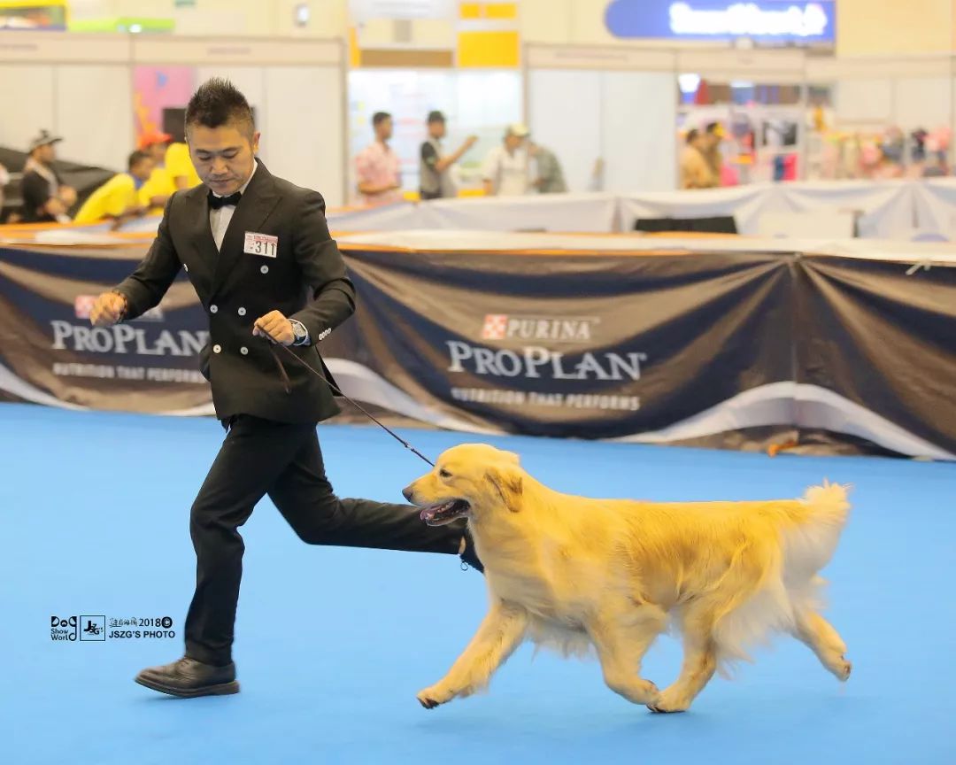 海润金毛比赛,中国海润金毛