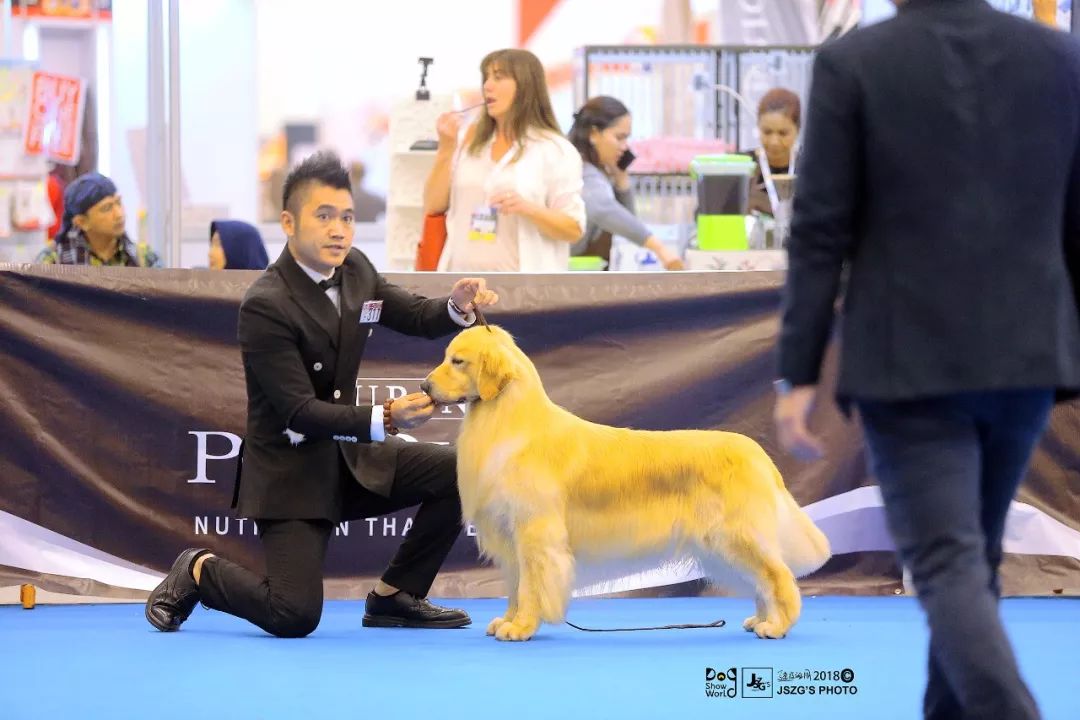 海润金毛比赛,中国海润金毛