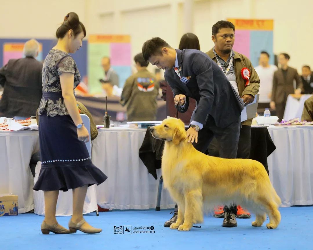 海润金毛比赛,中国海润金毛