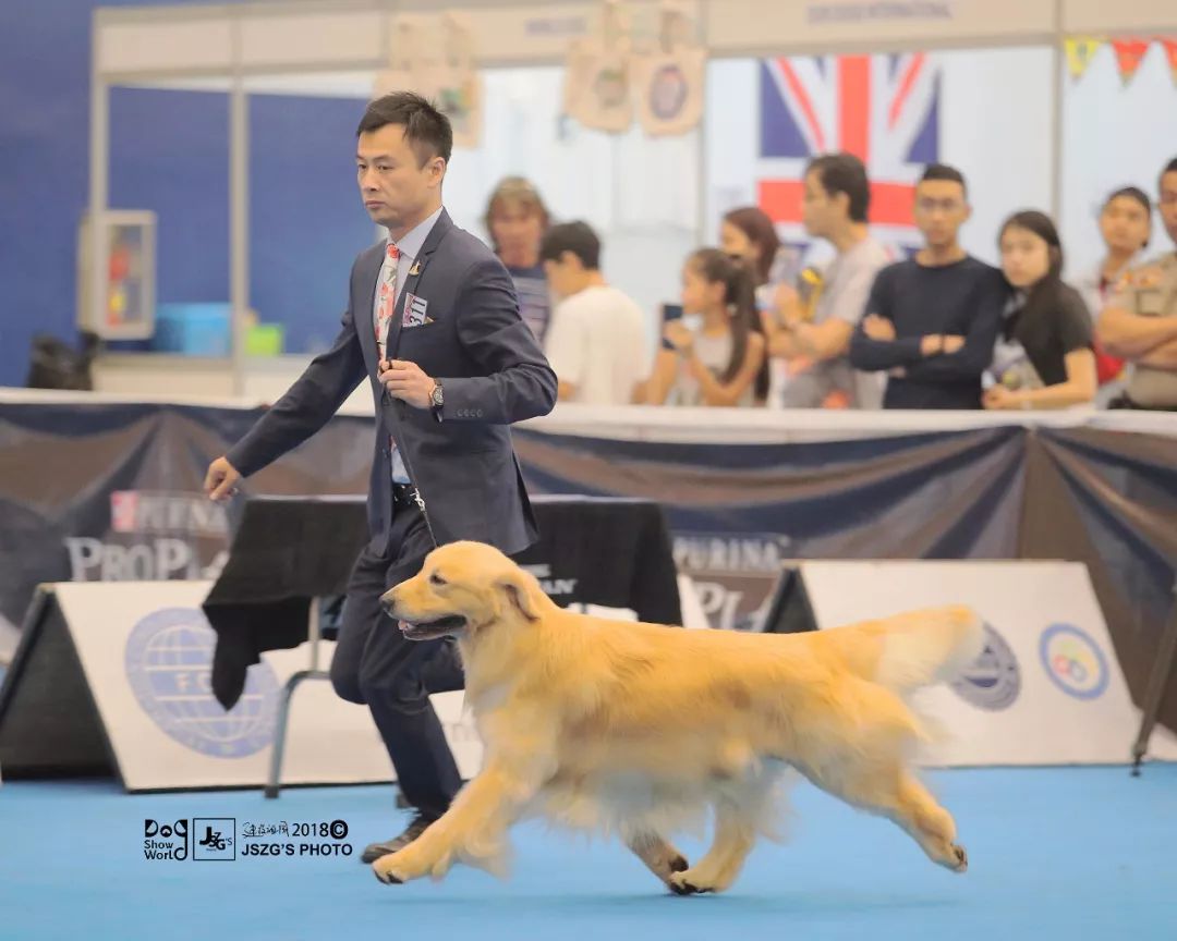 海润金毛比赛,中国海润金毛