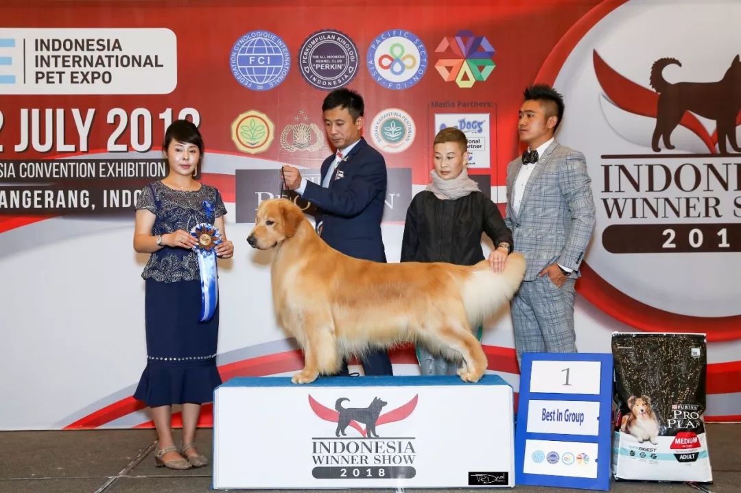 海润金毛比赛,中国海润金毛