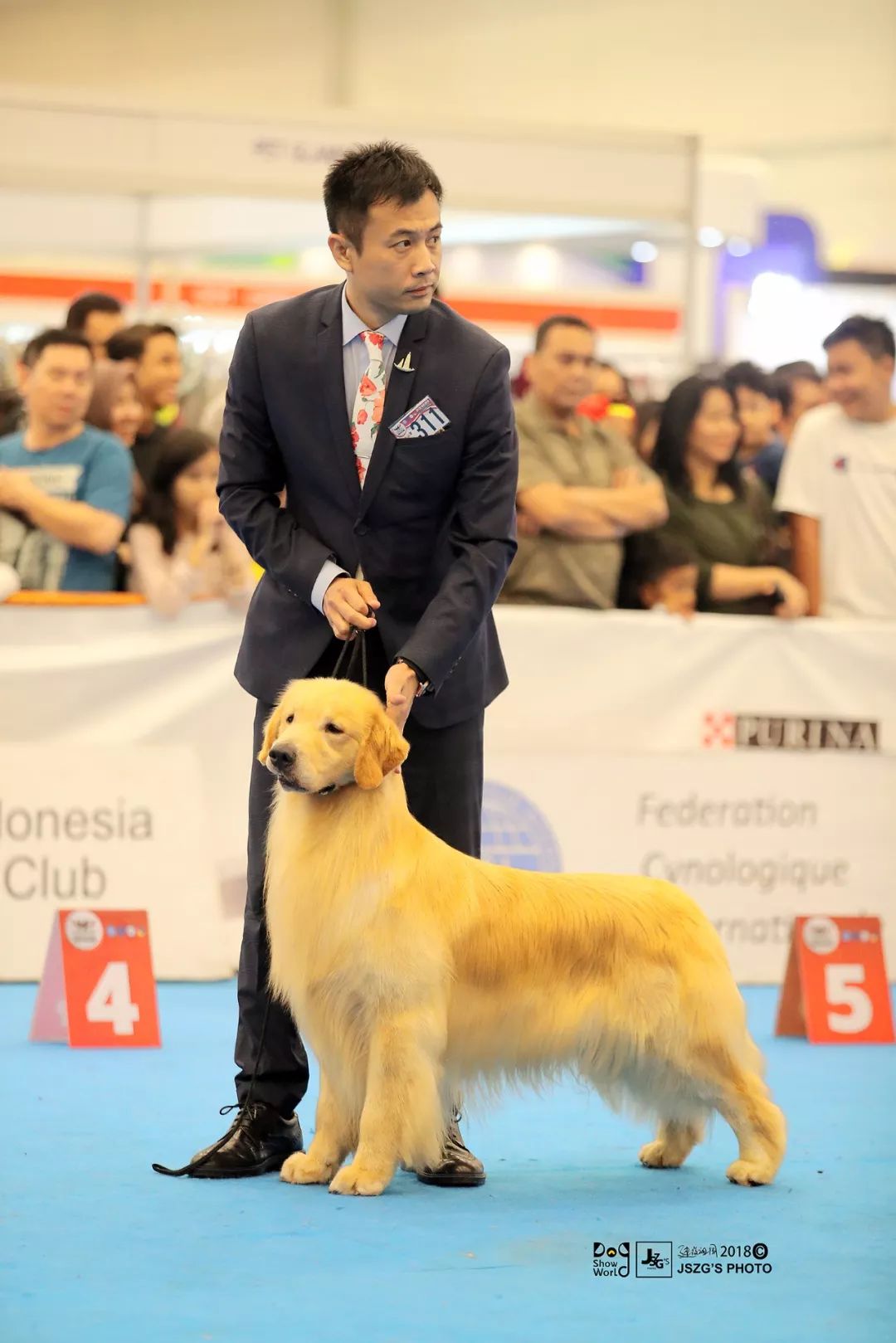 海润金毛比赛,中国海润金毛