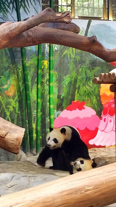 长隆广州野生动物园带娃游玩攻略,一大一小亲子游长隆野生动物园