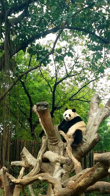 长隆广州野生动物园带娃游玩攻略,一大一小亲子游长隆野生动物园