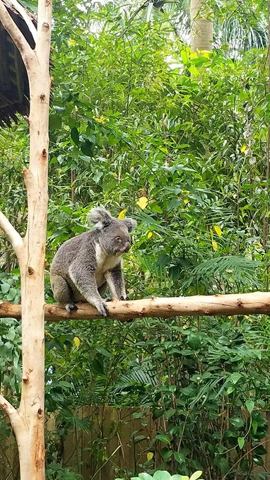 长隆广州野生动物园带娃游玩攻略,一大一小亲子游长隆野生动物园