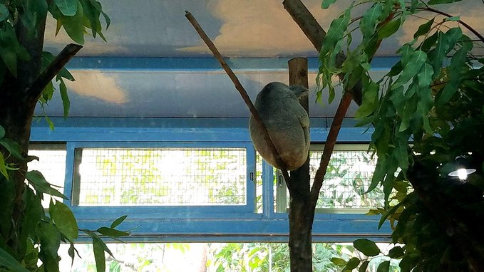 长隆广州野生动物园带娃游玩攻略,一大一小亲子游长隆野生动物园