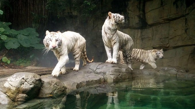 长隆广州野生动物园带娃游玩攻略,一大一小亲子游长隆野生动物园