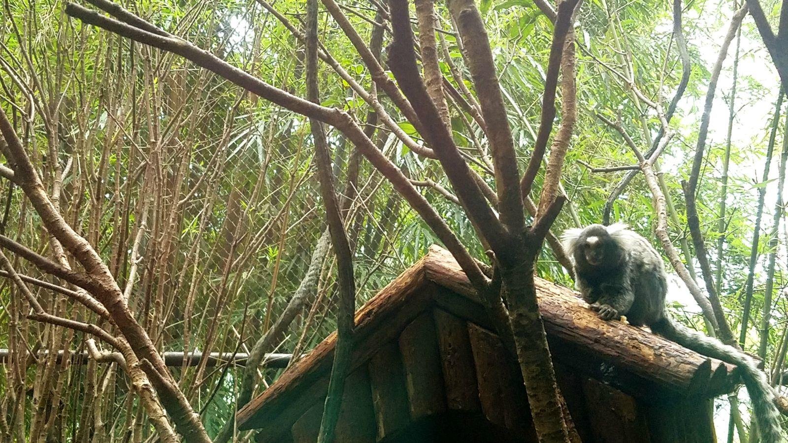 长隆广州野生动物园带娃游玩攻略,一大一小亲子游长隆野生动物园