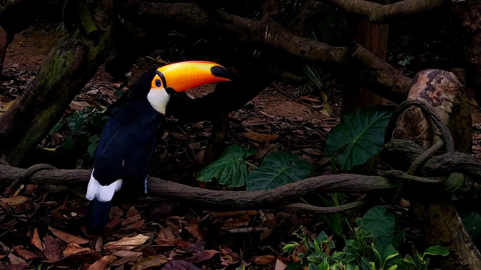 长隆广州野生动物园带娃游玩攻略,一大一小亲子游长隆野生动物园