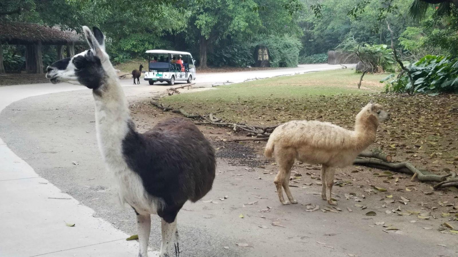 长隆广州野生动物园带娃游玩攻略,一大一小亲子游长隆野生动物园