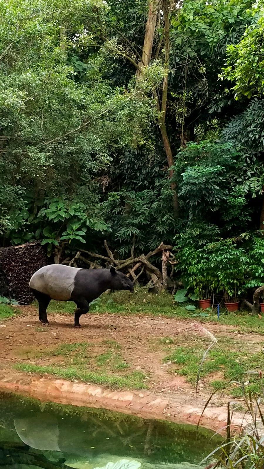 长隆广州野生动物园带娃游玩攻略,一大一小亲子游长隆野生动物园