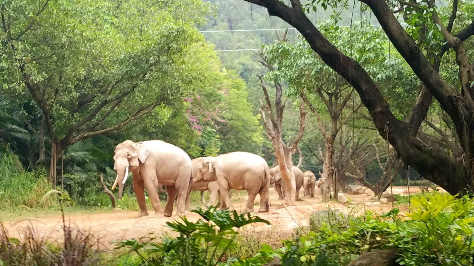 长隆广州野生动物园带娃游玩攻略,一大一小亲子游长隆野生动物园