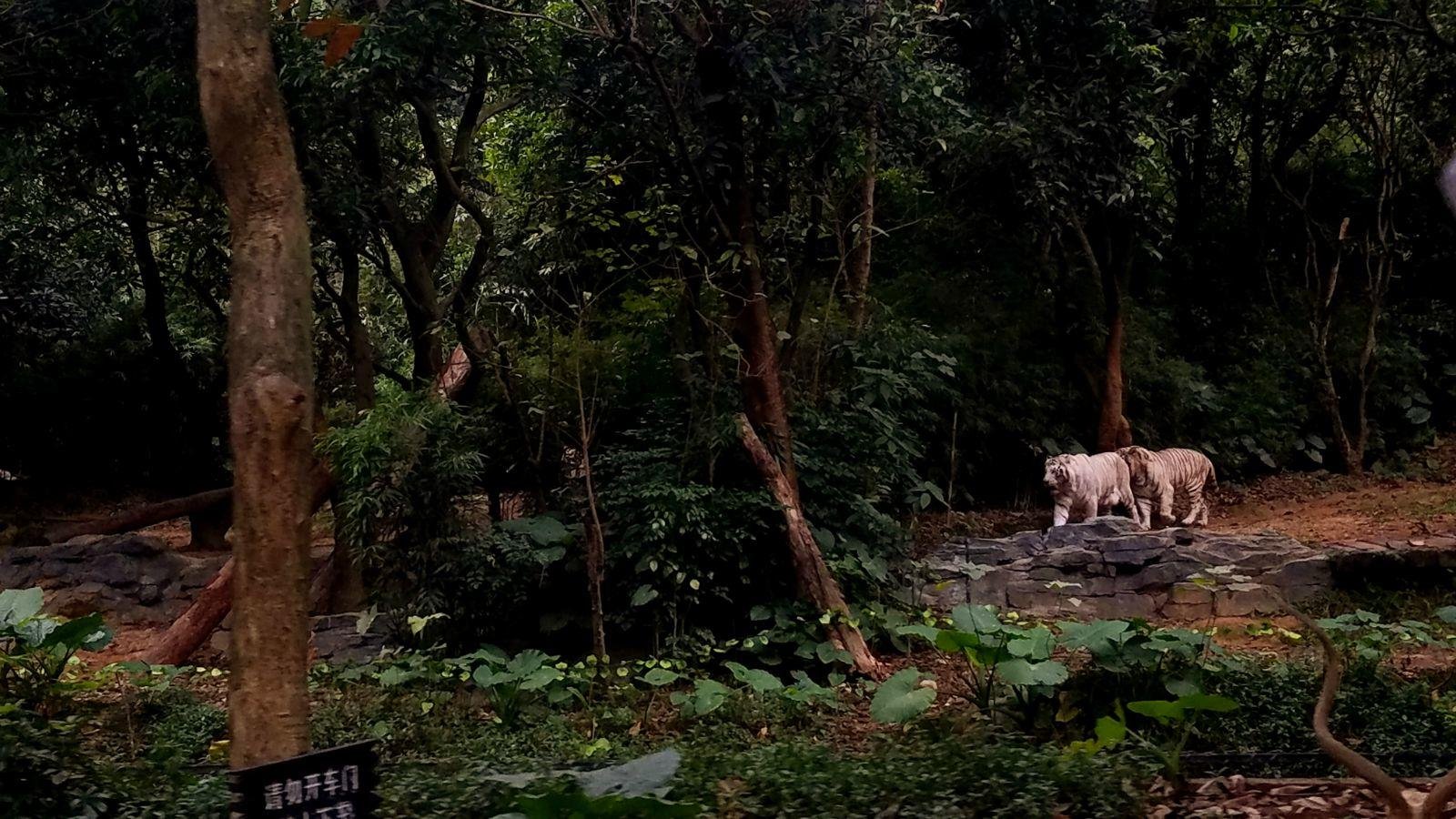 长隆广州野生动物园带娃游玩攻略,一大一小亲子游长隆野生动物园