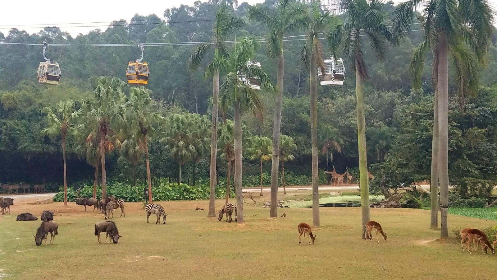长隆广州野生动物园带娃游玩攻略,一大一小亲子游长隆野生动物园