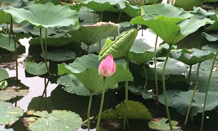 北京哪些公园对18岁以下免费,北京值得去的免费公园排名