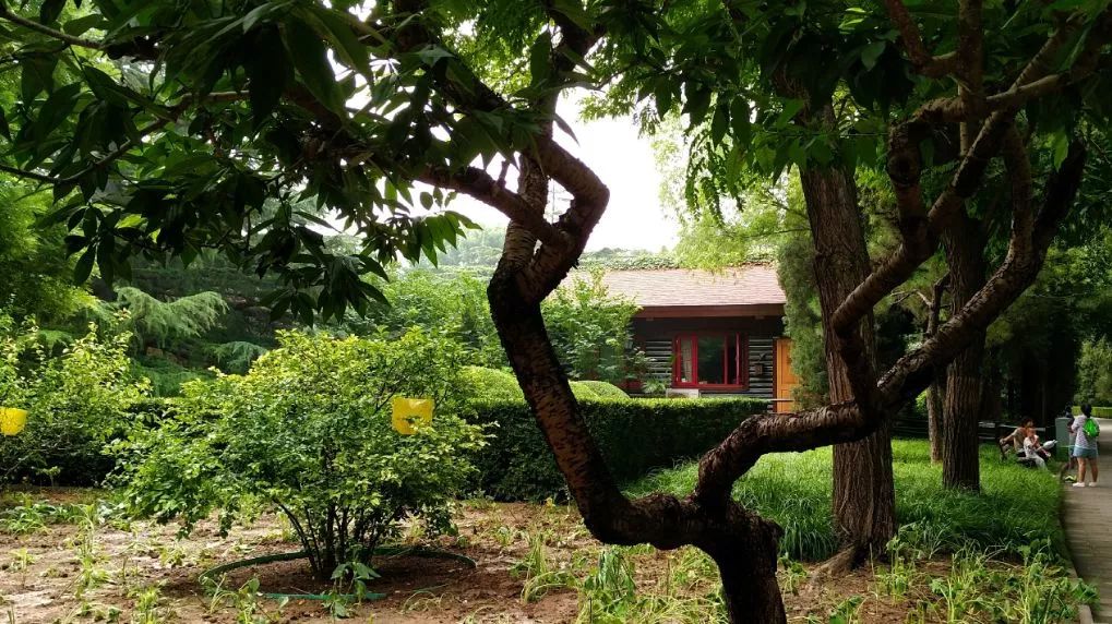 北京哪些公园对18岁以下免费,北京值得去的免费公园排名