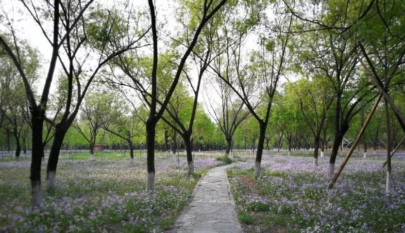 北京哪些公园对18岁以下免费,北京值得去的免费公园排名