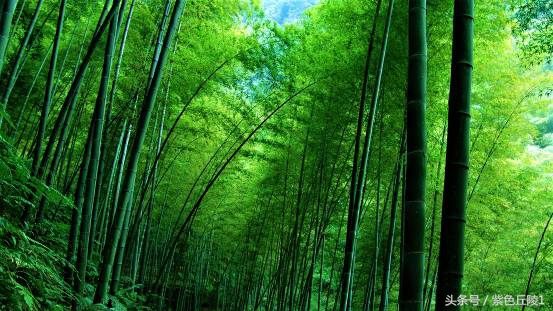 蜀南竹海避暑短租可做饭,蜀南竹海夏季游玩照片