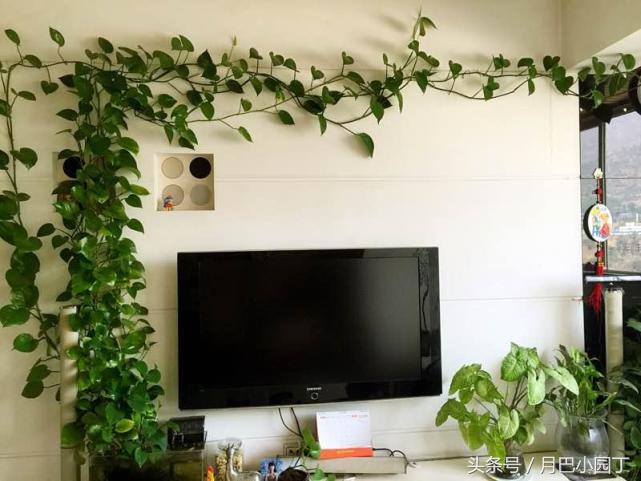 好养的绿萝怎么养小技巧科普,绿萝怎么养才能更旺盛不会变绿