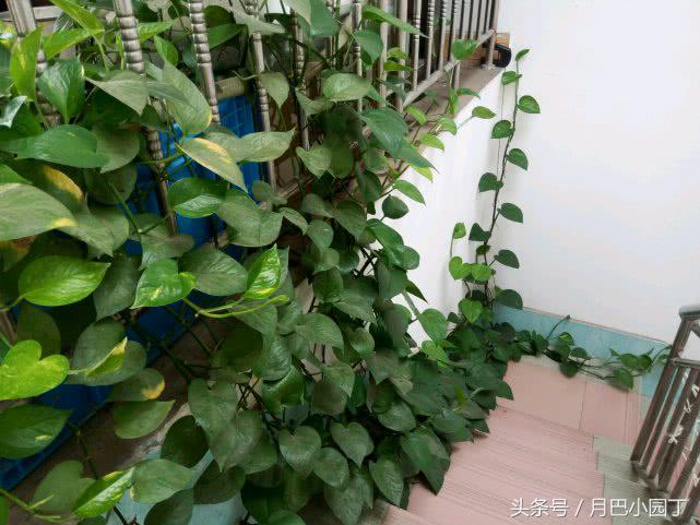 好养的绿萝怎么养小技巧科普,绿萝怎么养才能更旺盛不会变绿