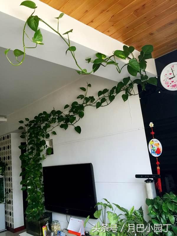 好养的绿萝怎么养小技巧科普,绿萝怎么养才能更旺盛不会变绿