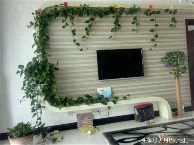 好养的绿萝怎么养小技巧科普,绿萝怎么养才能更旺盛不会变绿