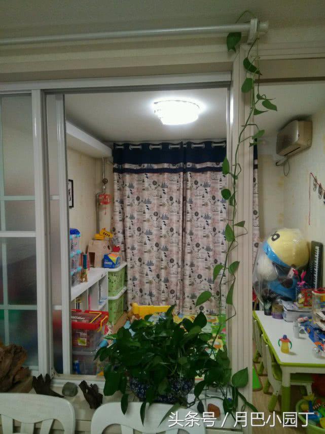 好养的绿萝怎么养小技巧科普,绿萝怎么养才能更旺盛不会变绿