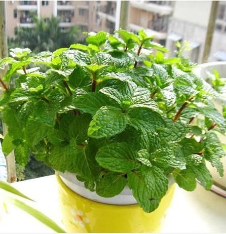 养花小技巧新手养花怎么强根护根,养花的技巧如何能养好花盆