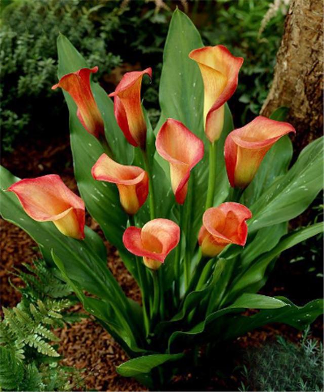 马蹄莲的养护方法快速开花,马蹄莲开花后怎么养护和管理