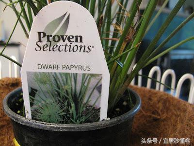 简单又好玩的宜家绿植花器改造，你也可以做