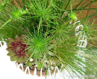 简单又好玩的宜家绿植花器改造，你也可以做