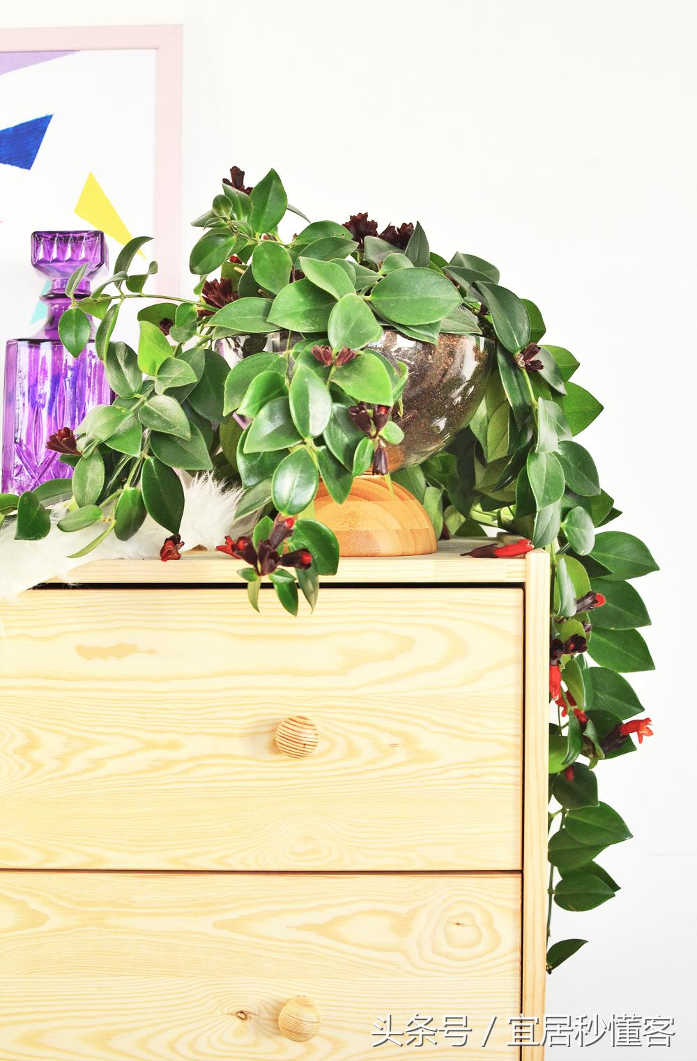 简单又好玩的宜家绿植花器改造，你也可以做