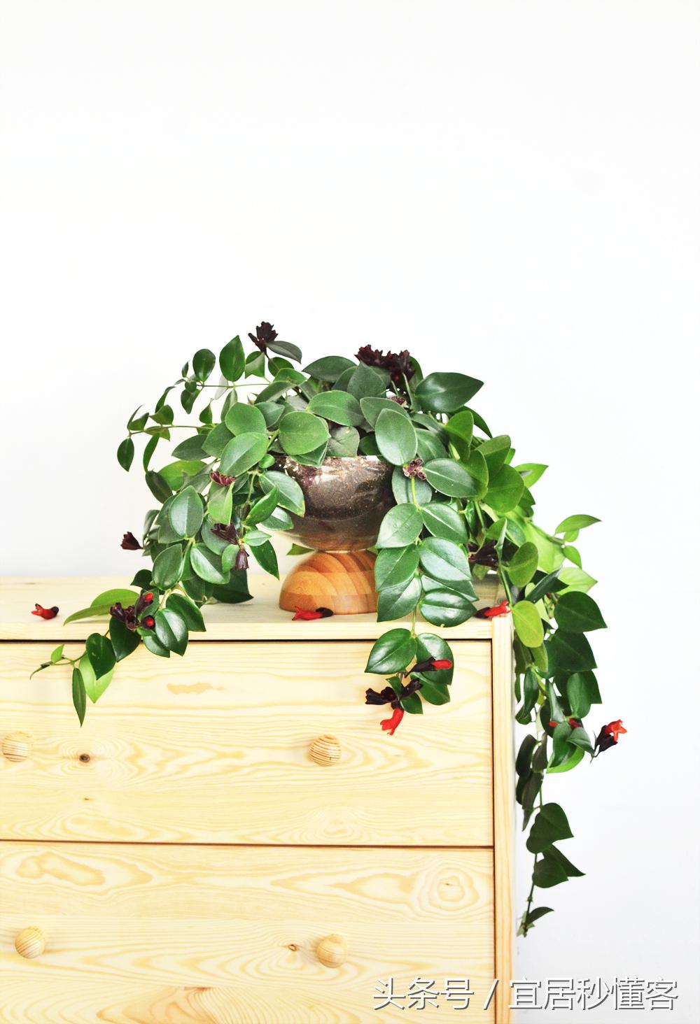 简单又好玩的宜家绿植花器改造，你也可以做