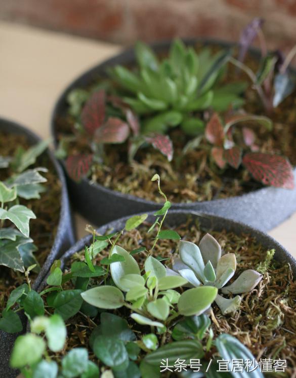 简单又好玩的宜家绿植花器改造，你也可以做